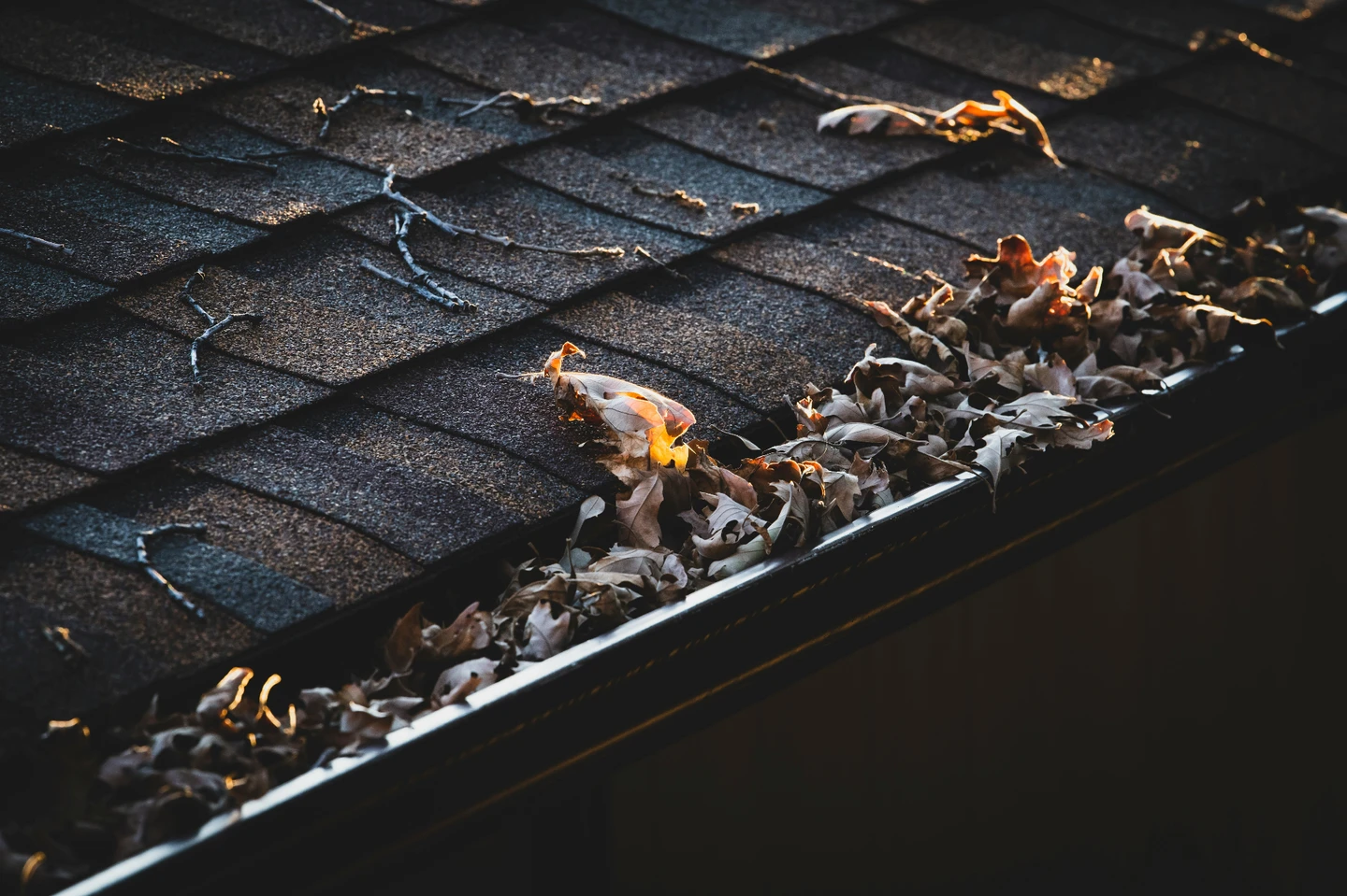 feuilles sur gouttière